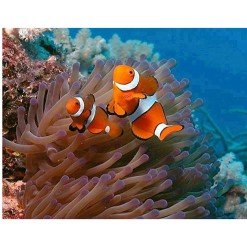 Bez nazwy (2560 x 2560 px) - 2025-05-29T133720.268.png